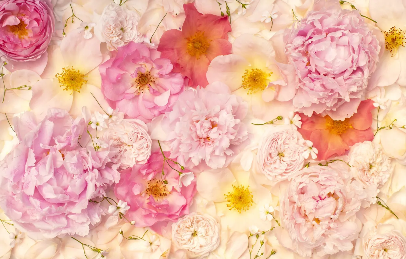 Photo wallpaper flowers, background, roses, petals, eustoma