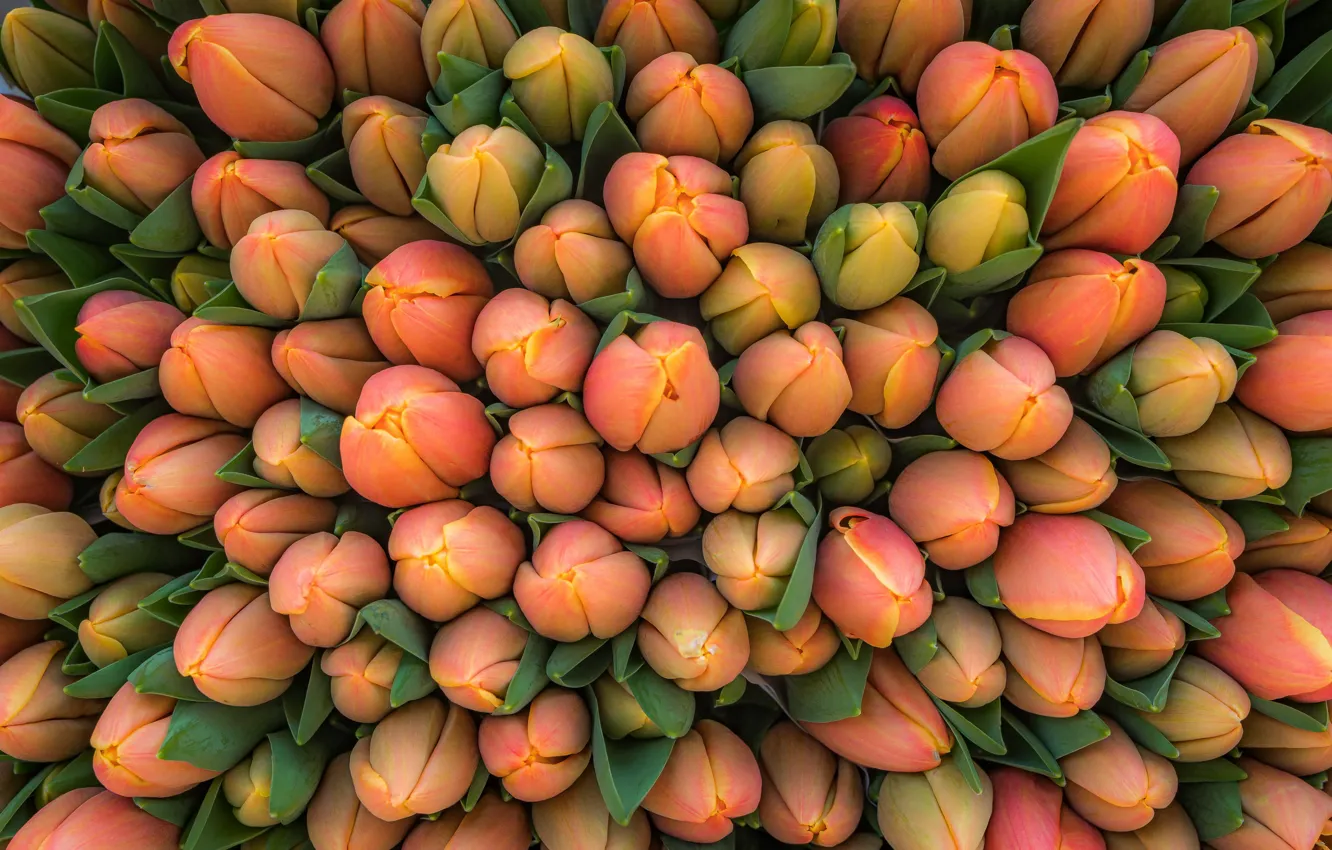 Photo wallpaper flowers, background, tulips