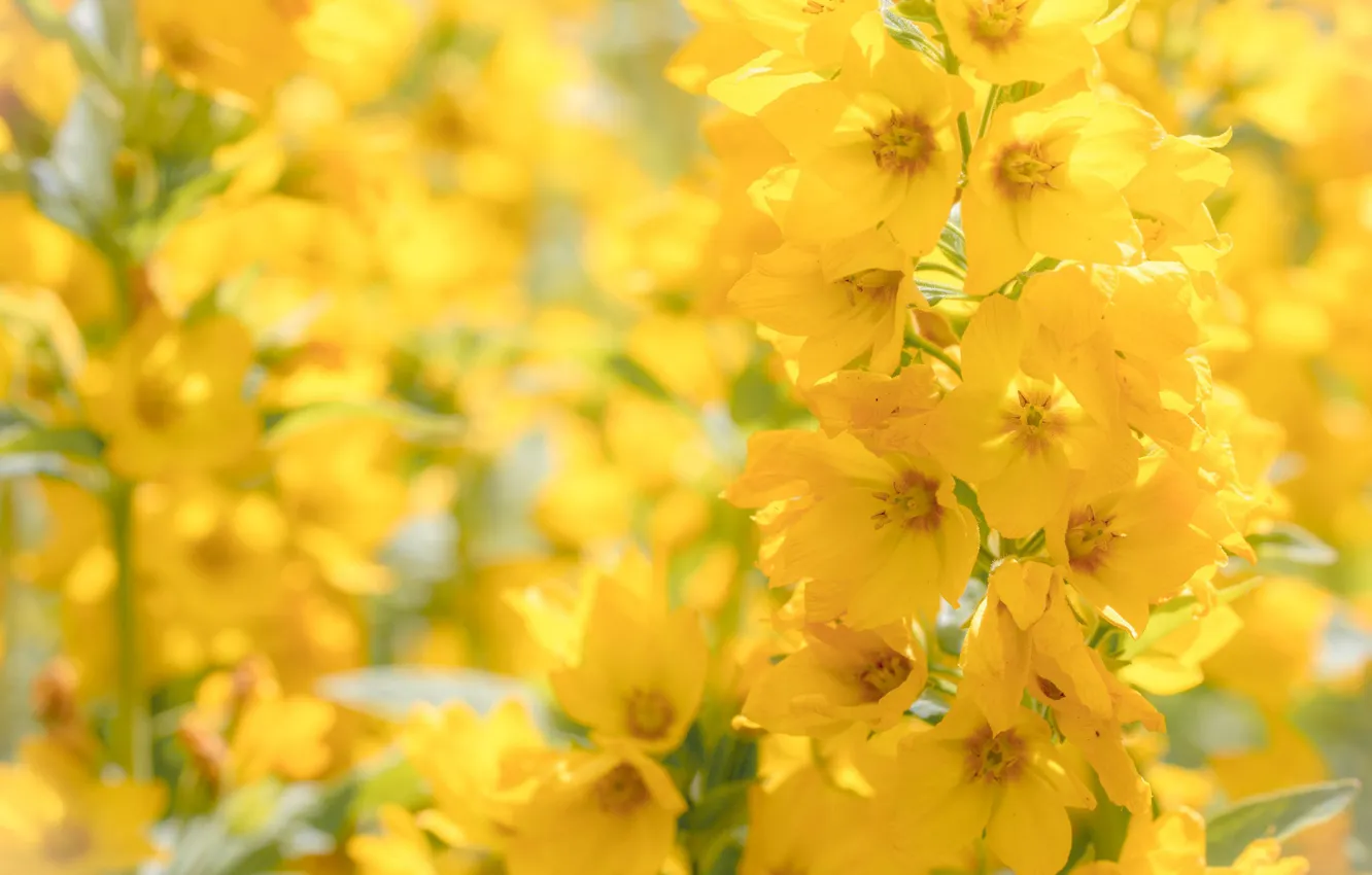 Photo wallpaper macro, bokeh, inflorescence, loosestrife