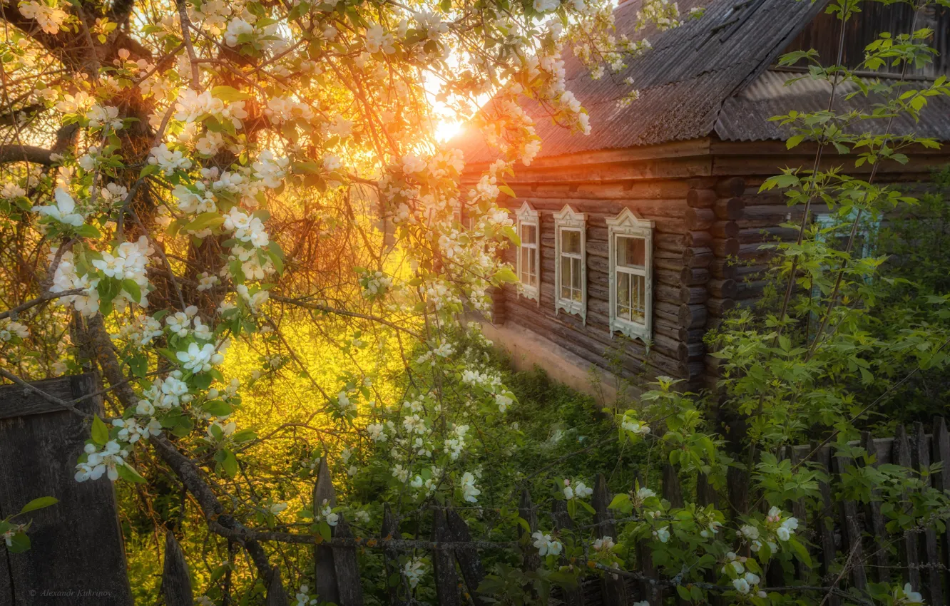Photo wallpaper house, tree, dawn, spring, flowering, Alexander Kukanov