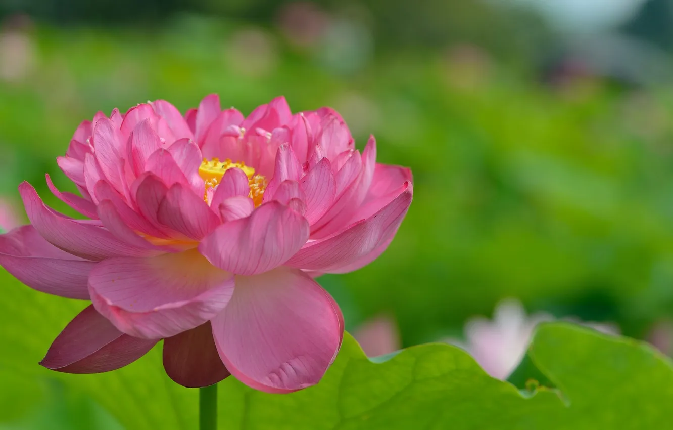 Photo wallpaper leaves, flowers, Lotus, flower Lotus leaves