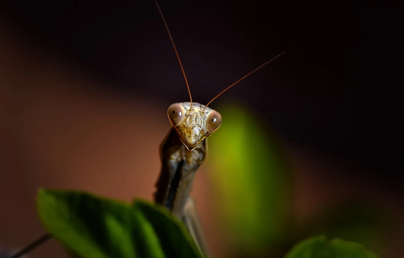 Photo wallpaper macro, beetle, Mantis