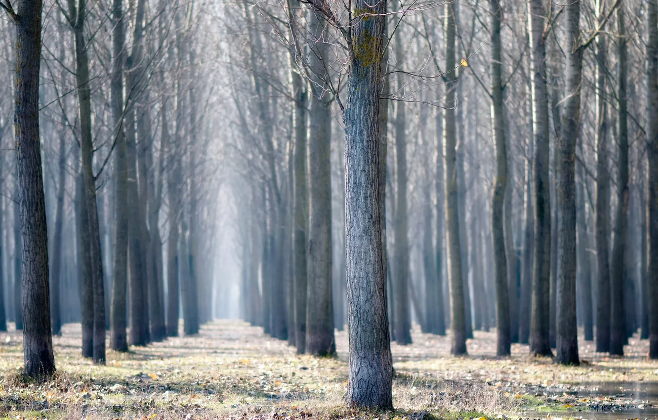 Photo wallpaper grass, leaves, water, trees, nature, tree, branch, trunks