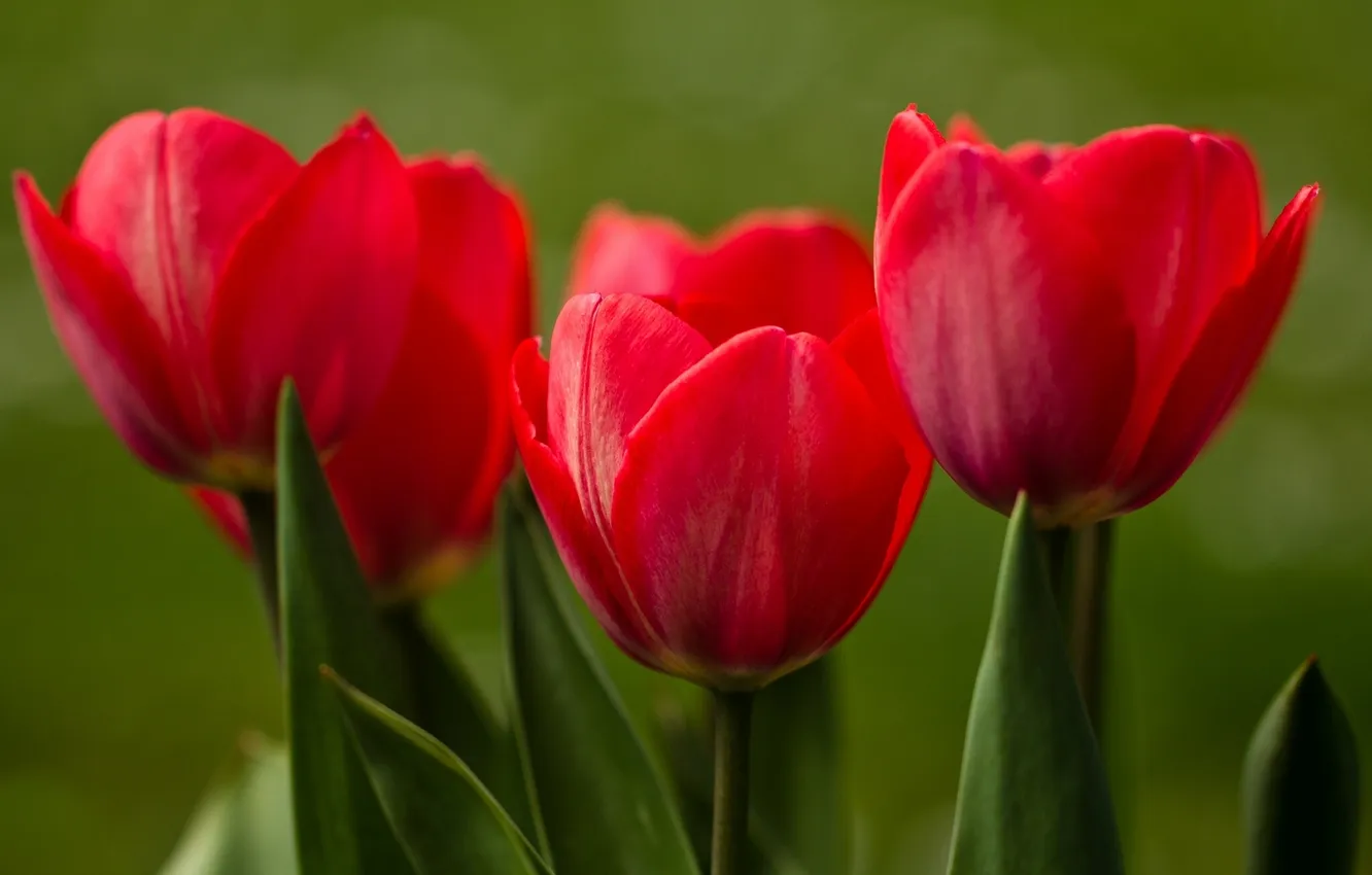 Photo wallpaper macro, tulips, buds