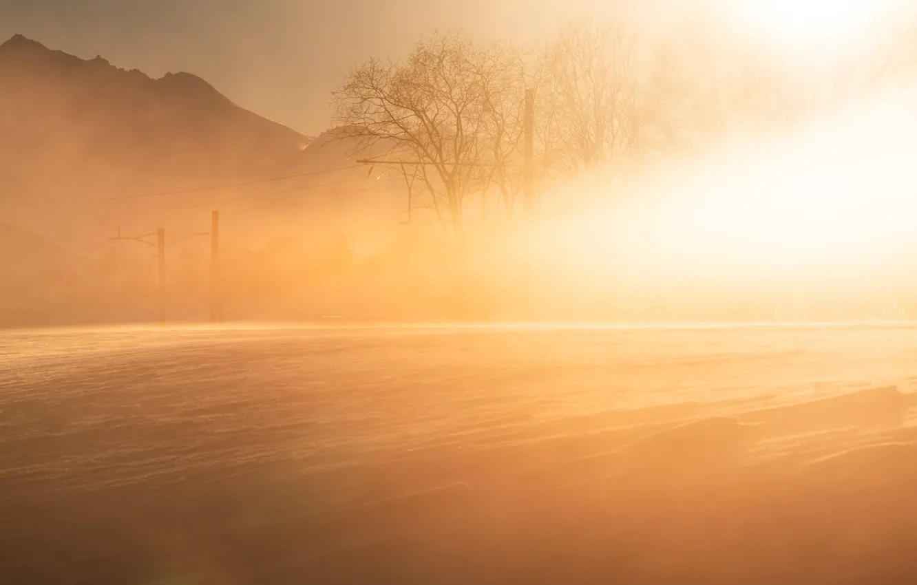 Photo wallpaper light, nature, morning, cold gold