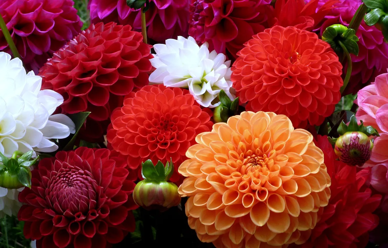 Photo wallpaper white, flowers, orange, red, colors, dahlias