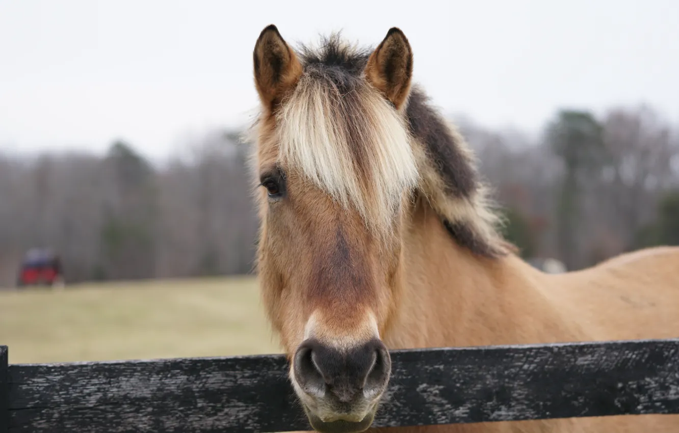 Photo wallpaper face, horse, horse, portrait