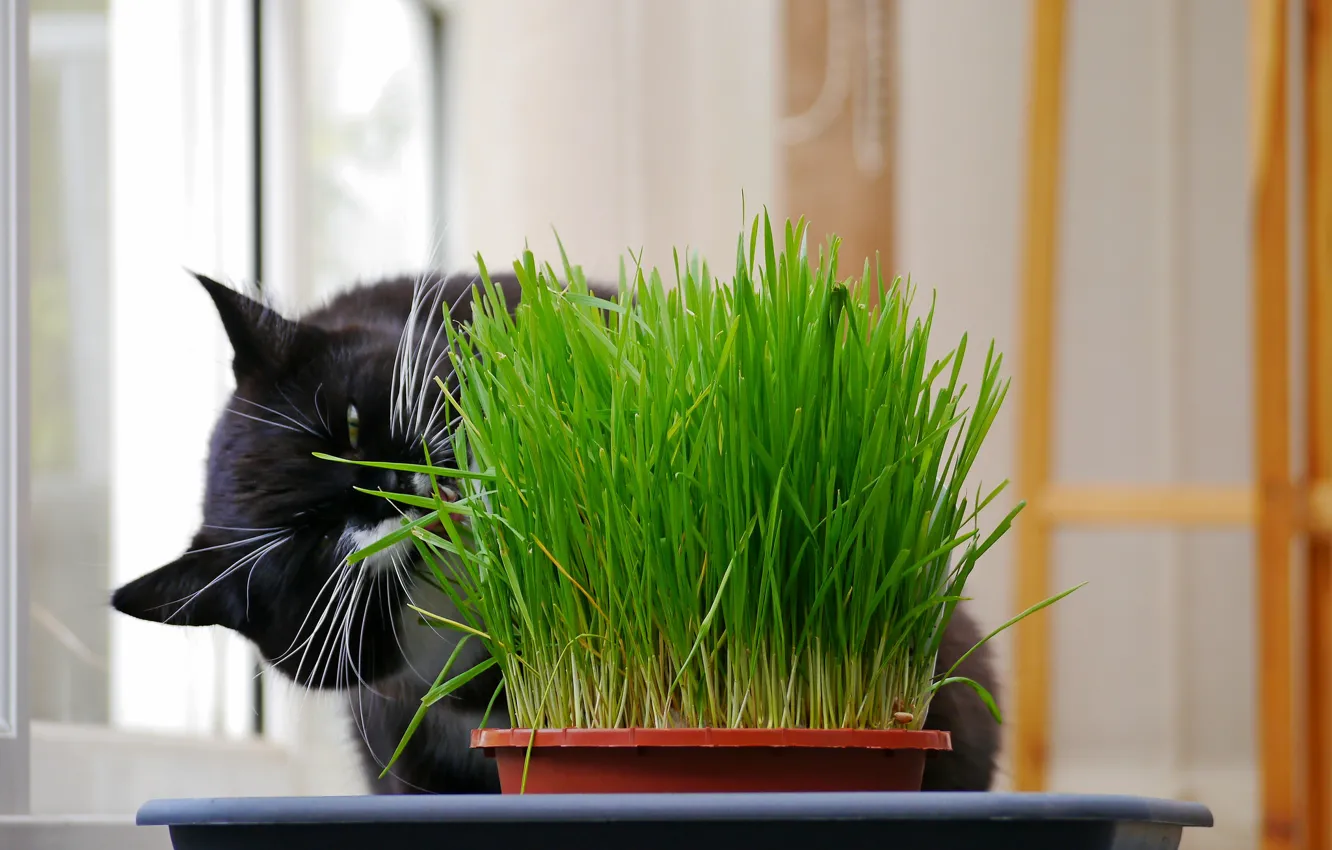 Photo wallpaper grass, black, Cat