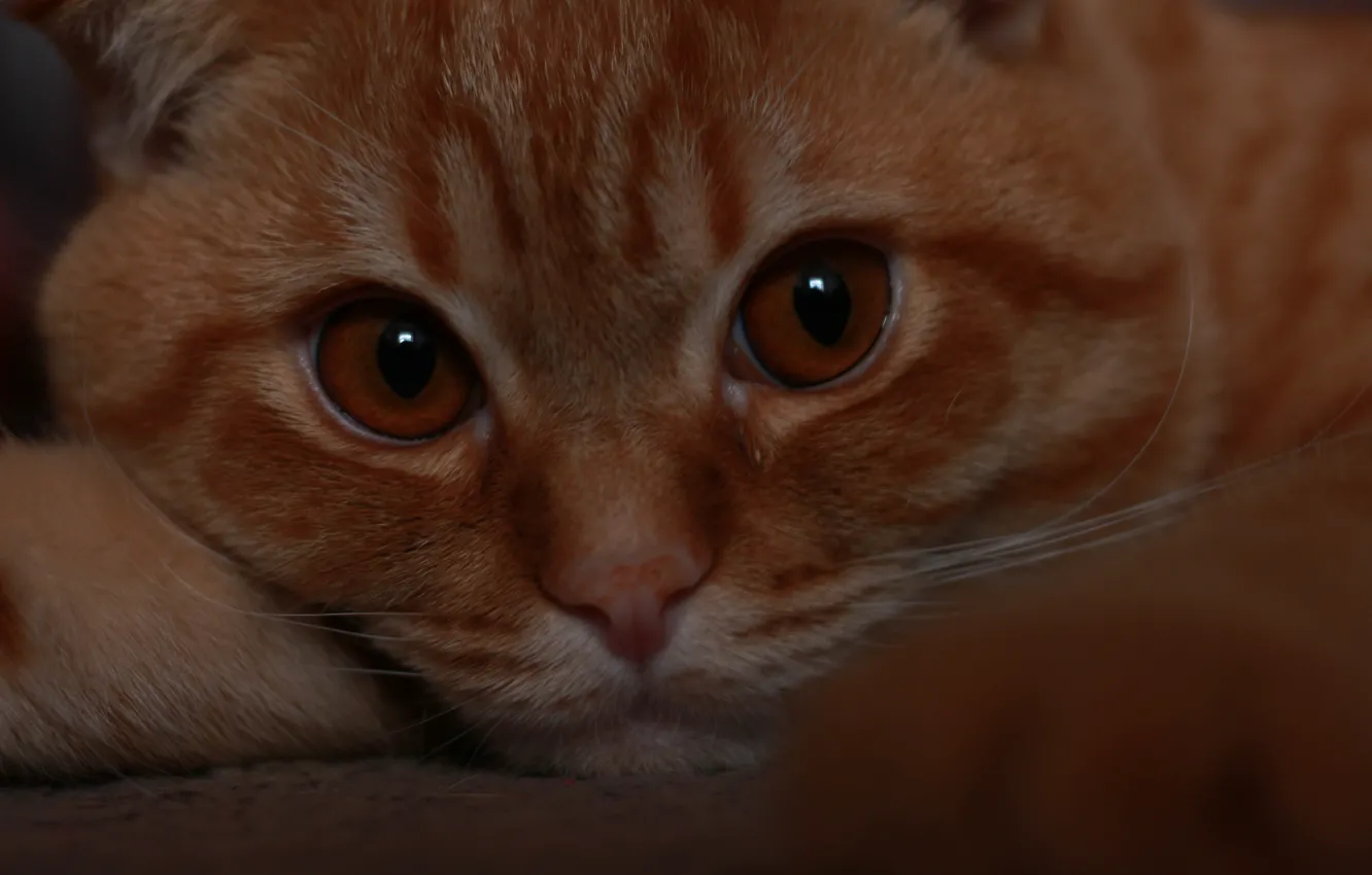 Photo wallpaper sadness, eyes, cat, look, thoughts, fold, kitty, kitten