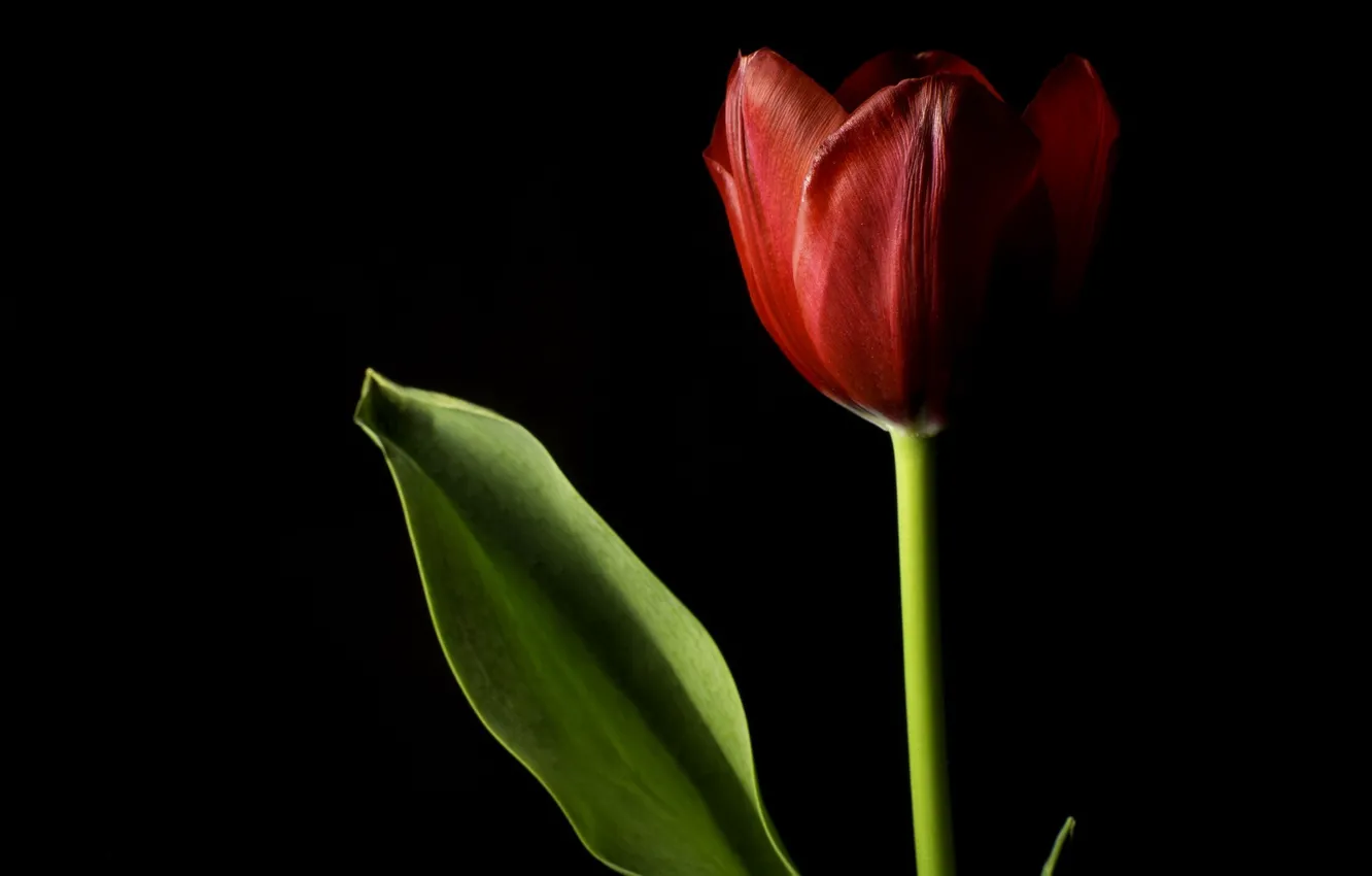 Photo wallpaper leaves, black background, Red Tulip