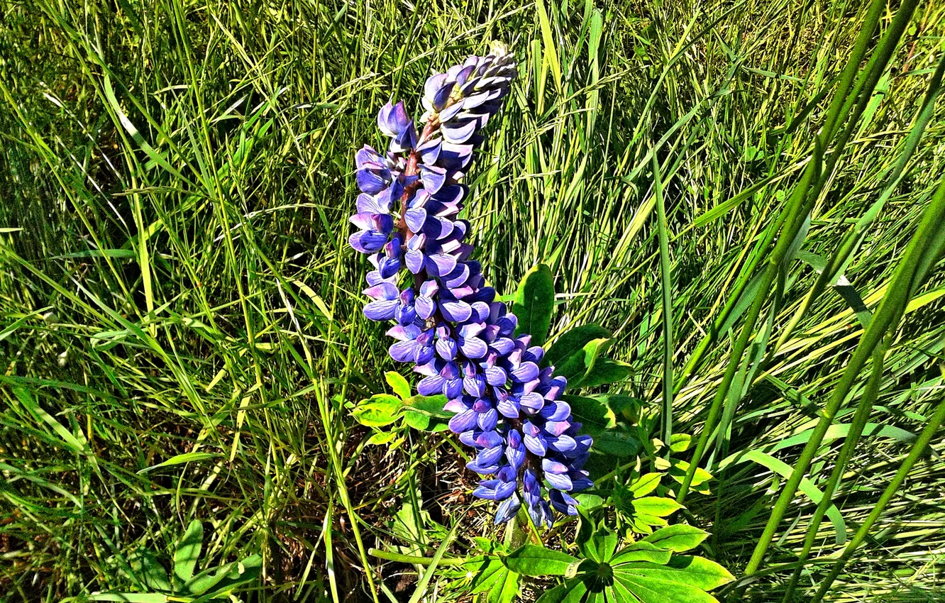 Photo wallpaper May 2025, The end of spring, The multi-leaved lupine