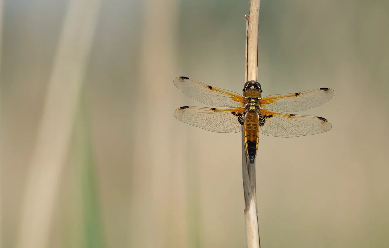 Photo wallpaper macro, dragonfly, stem, insect