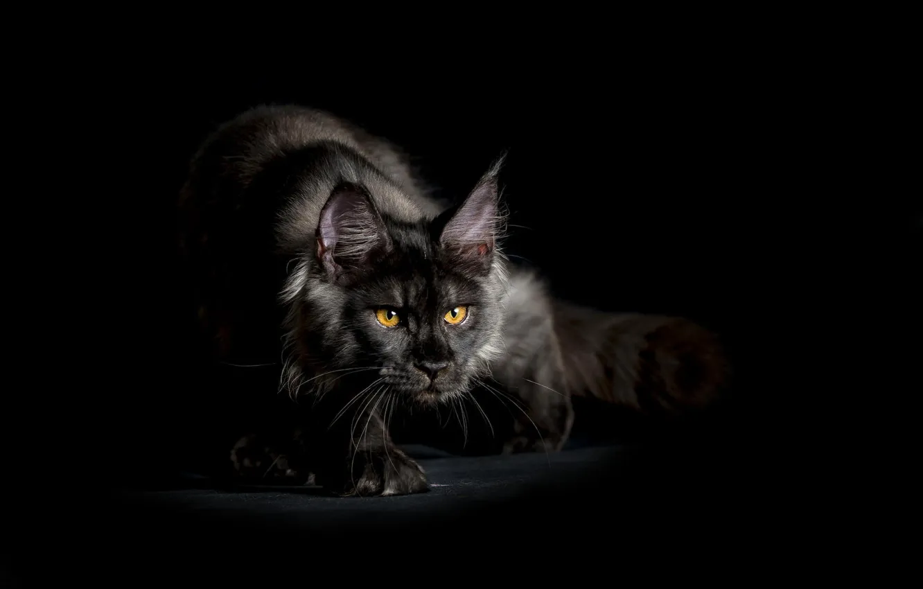 Photo wallpaper cat, look, background, black, sneaks, shaggy, Maine Coon