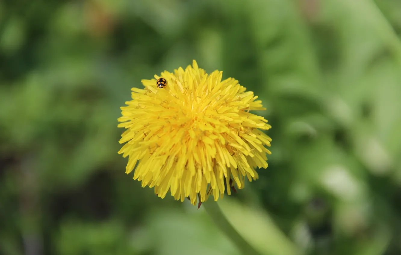 Photo wallpaper the sun, macro, flowers, yellow, dandelion, ladybug