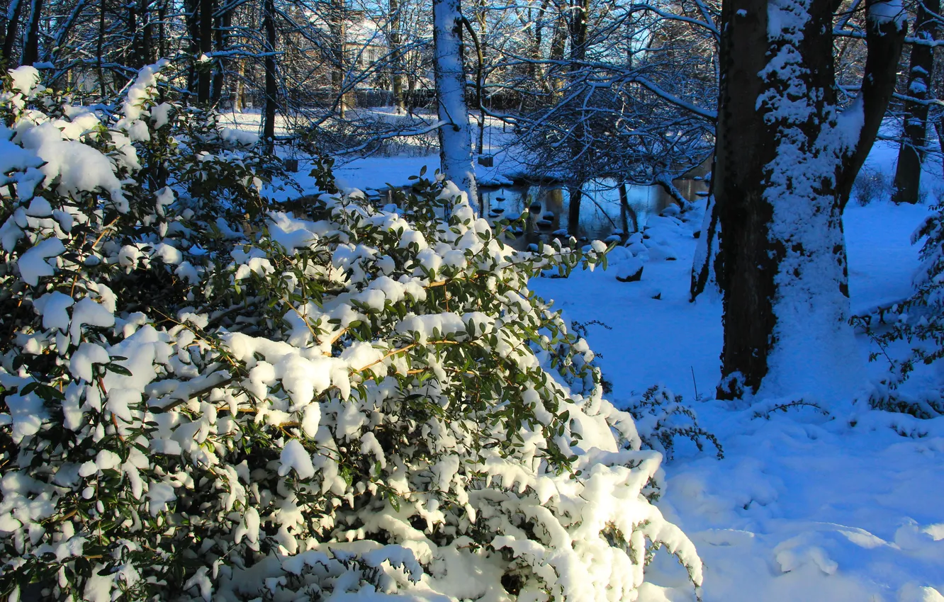 Photo wallpaper park, winter, snow, twig
