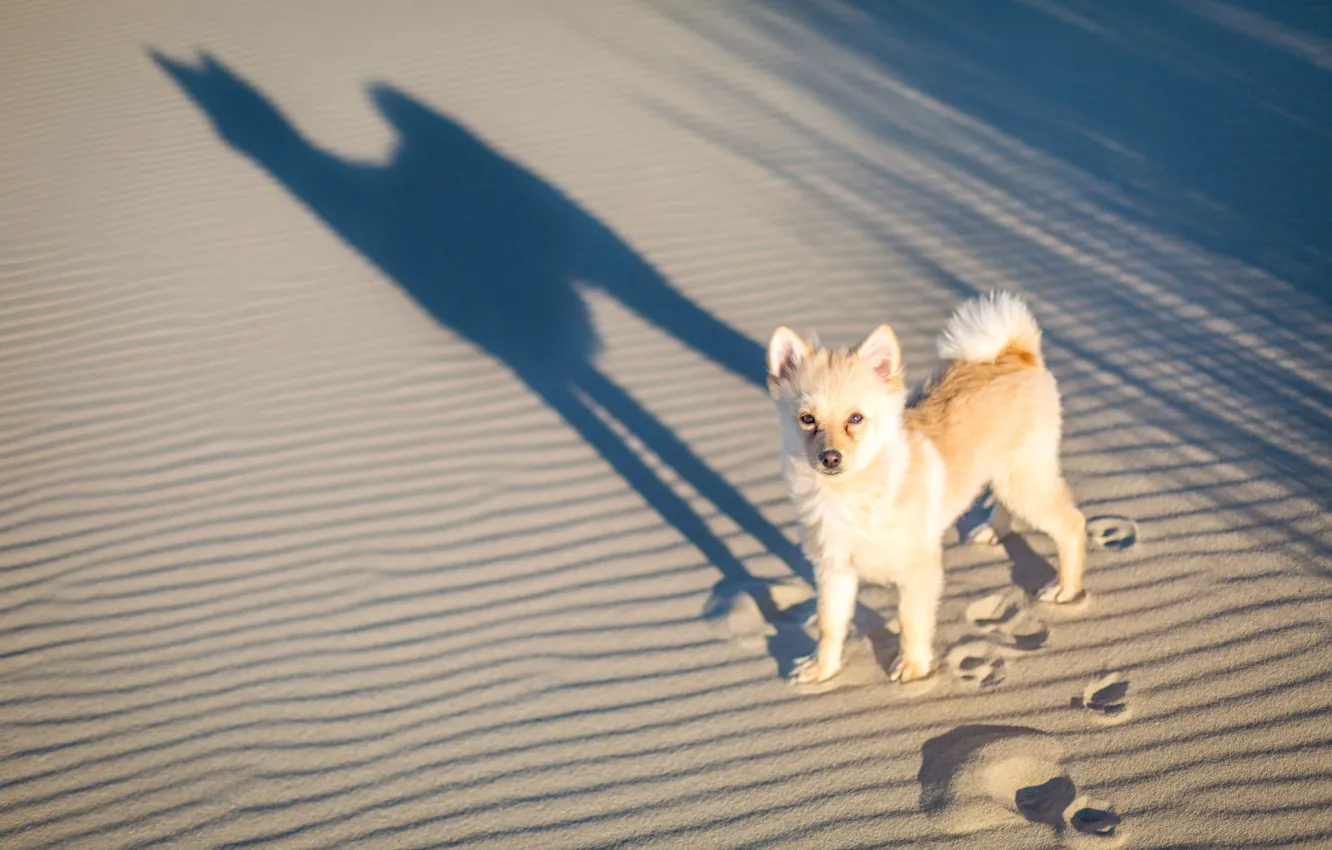 Photo wallpaper sand, traces, shadow, dog, doggie