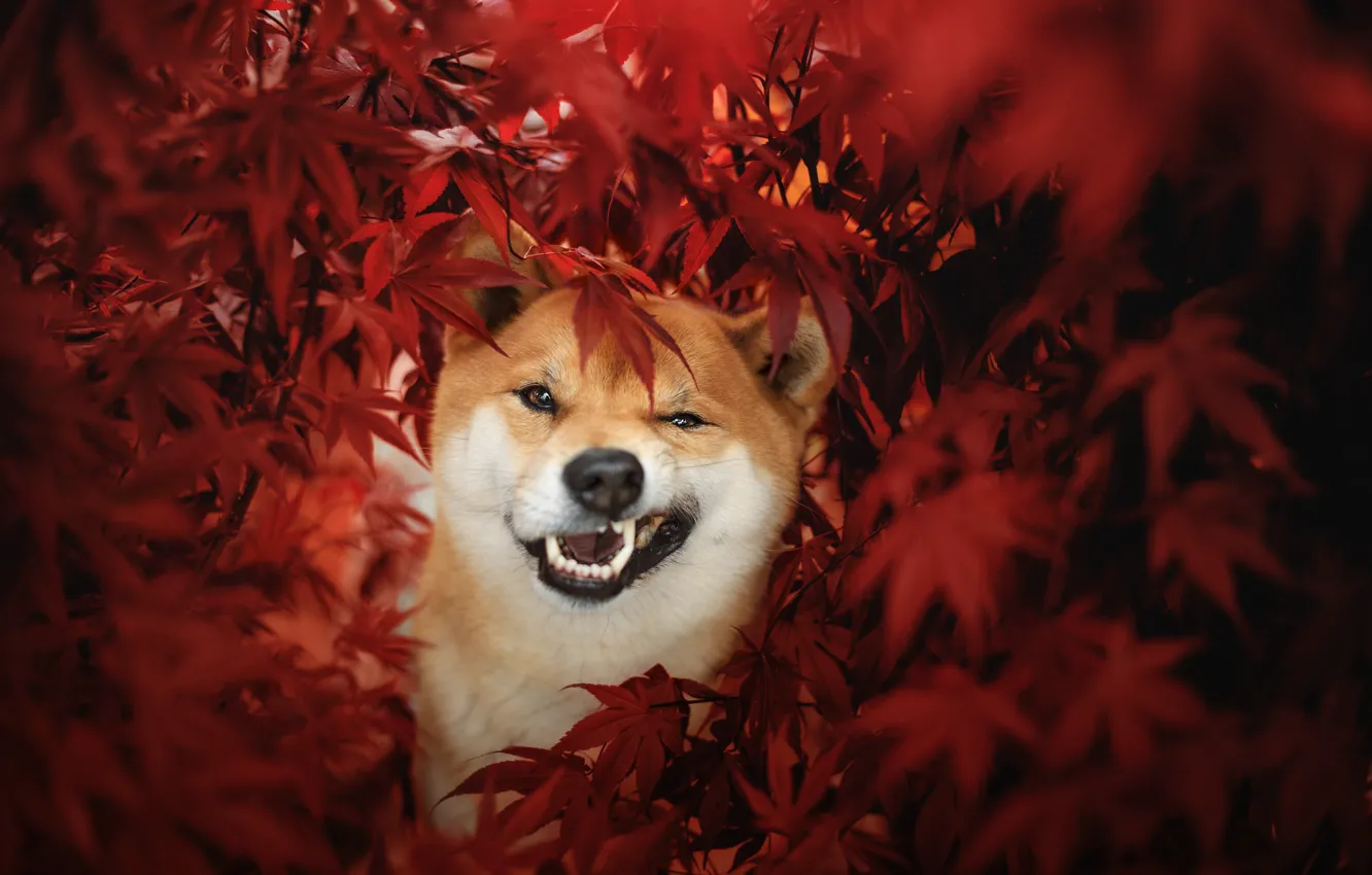 Photo wallpaper autumn, look, face, leaves, branches, red, foliage, dog