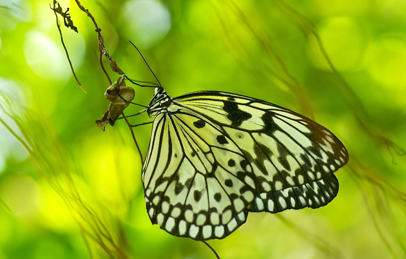 Photo wallpaper glare, background, butterfly, A blade of grass