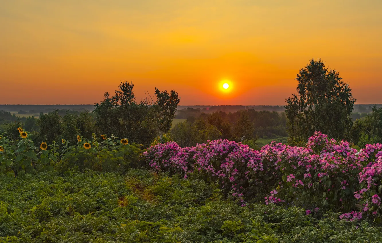 Photo wallpaper field, sunflowers, sunset, flowers, roses