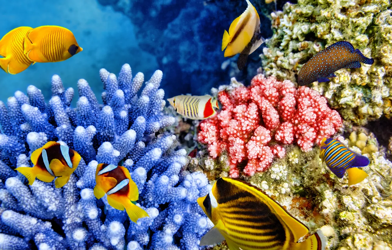 Photo wallpaper fish, the ocean, world, underwater world, underwater, ocean, fishes, tropical