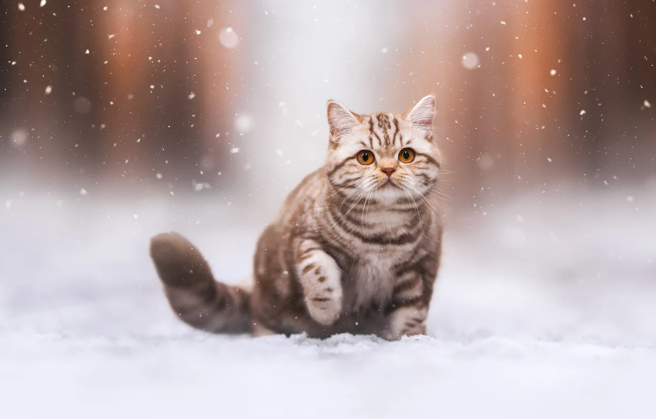 Photo wallpaper winter, cat, cat, snow, kitty