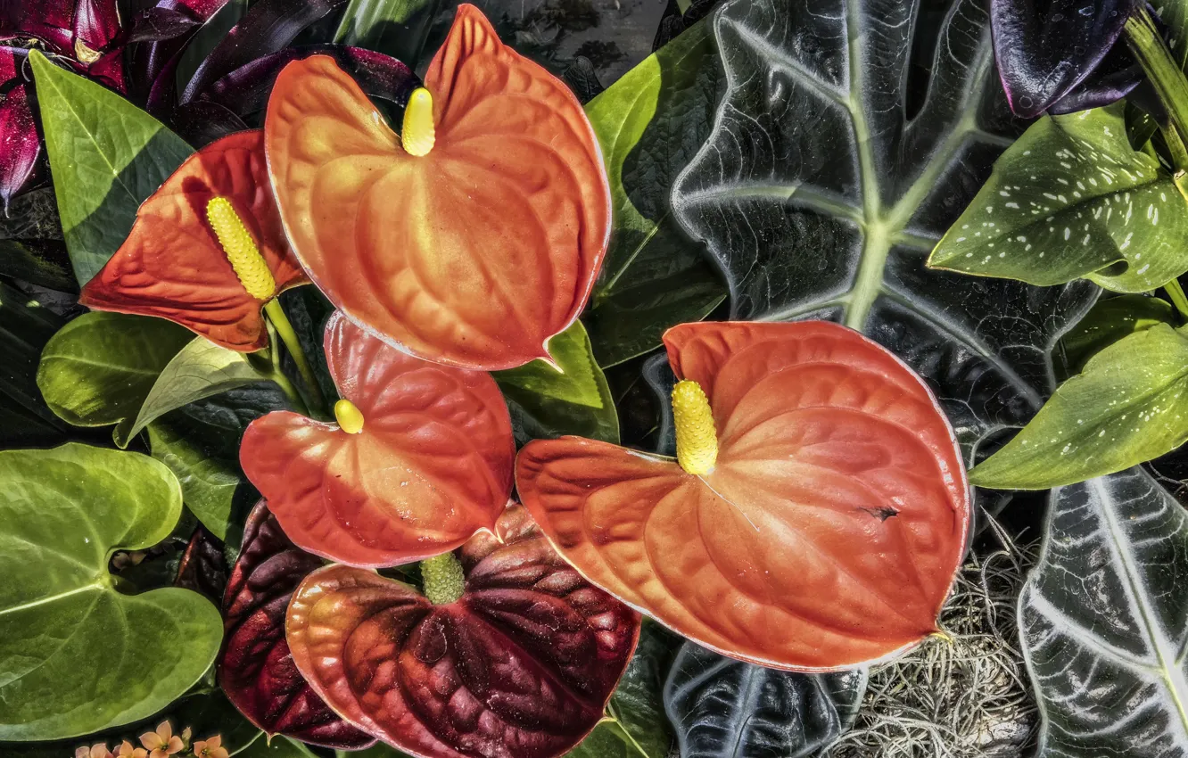 Photo wallpaper flowers, red, Anthurium, Flower Flamingo