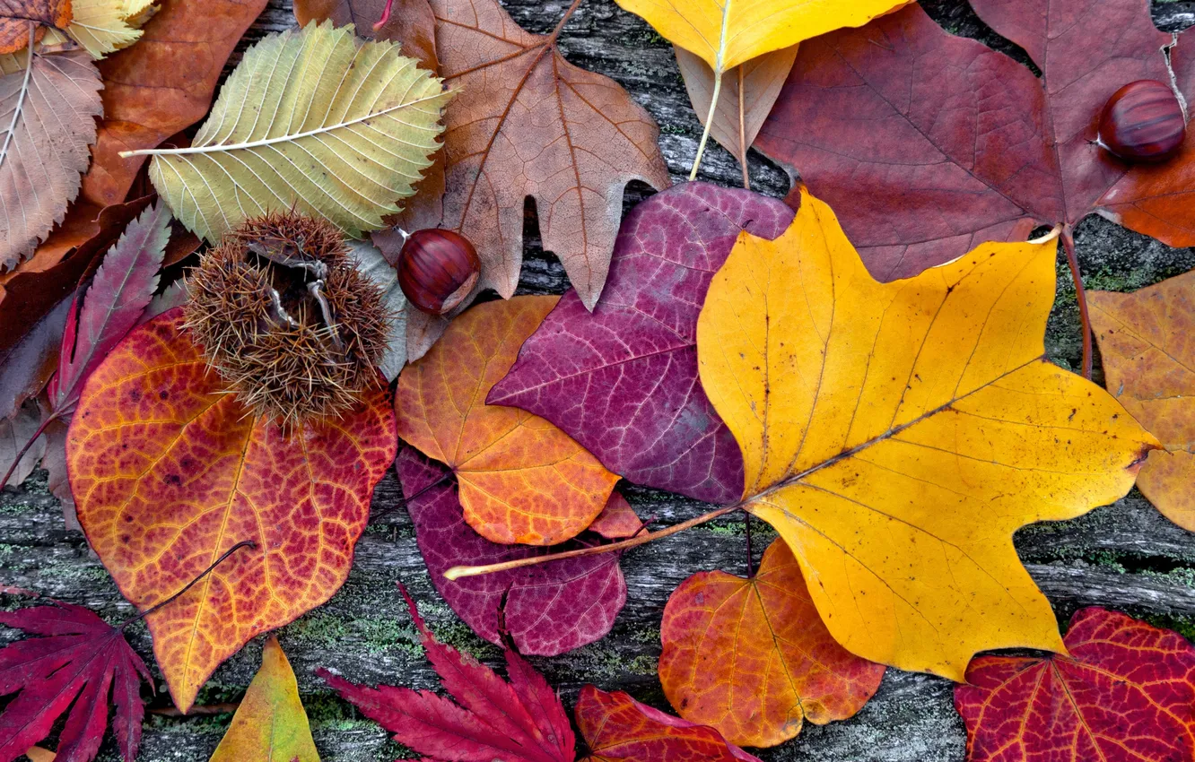 Photo wallpaper leaves, tree, colorful, autumn, leaves, autumn