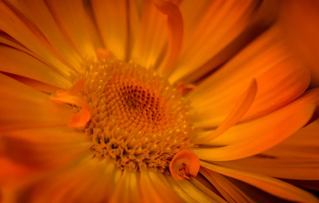 Photo wallpaper flowers, paint, petals