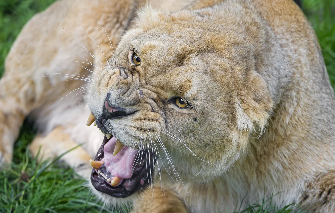 Photo wallpaper cat, look, face, fangs, grin, lioness, ©Tambako The Jaguar