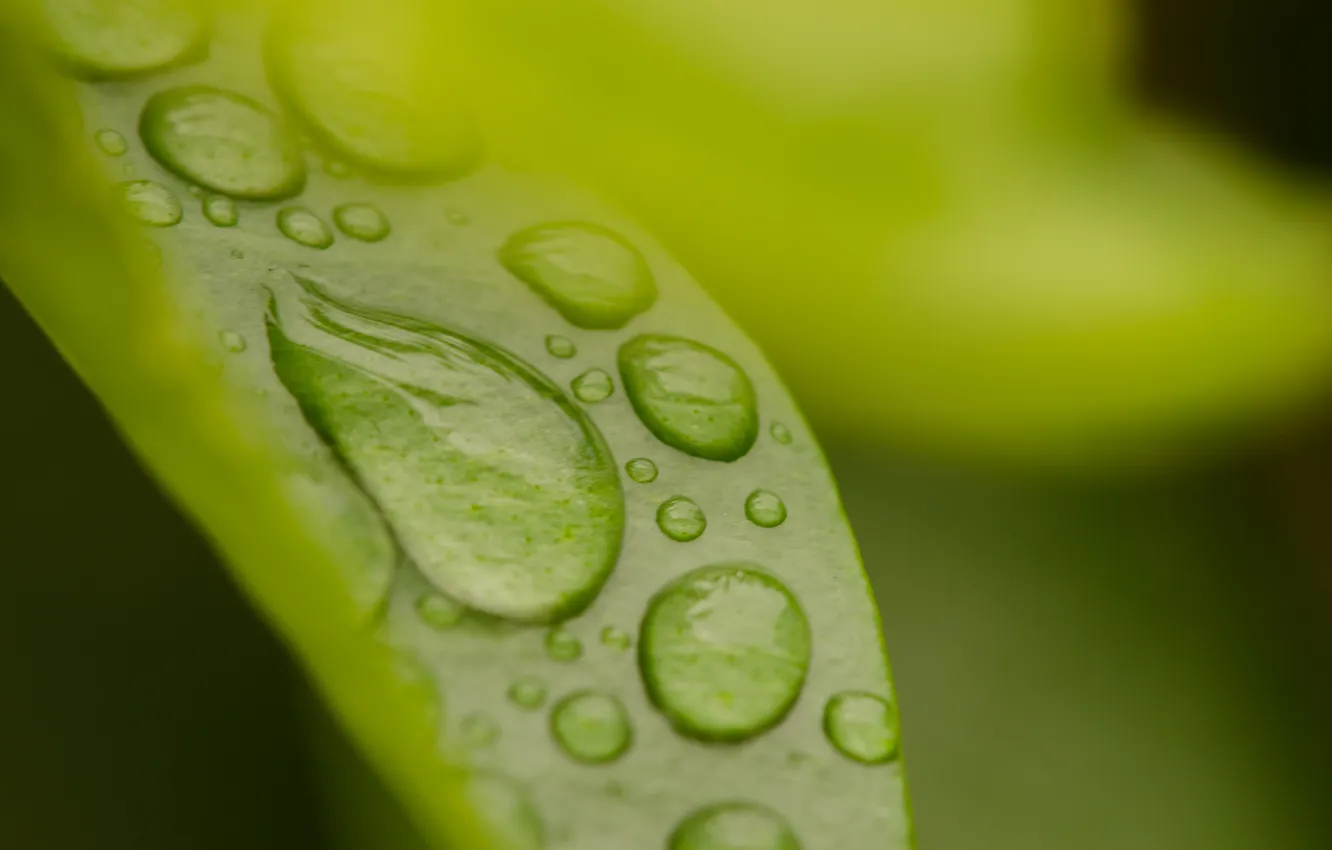 Photo wallpaper leaves, water, drops, macro, nature, green