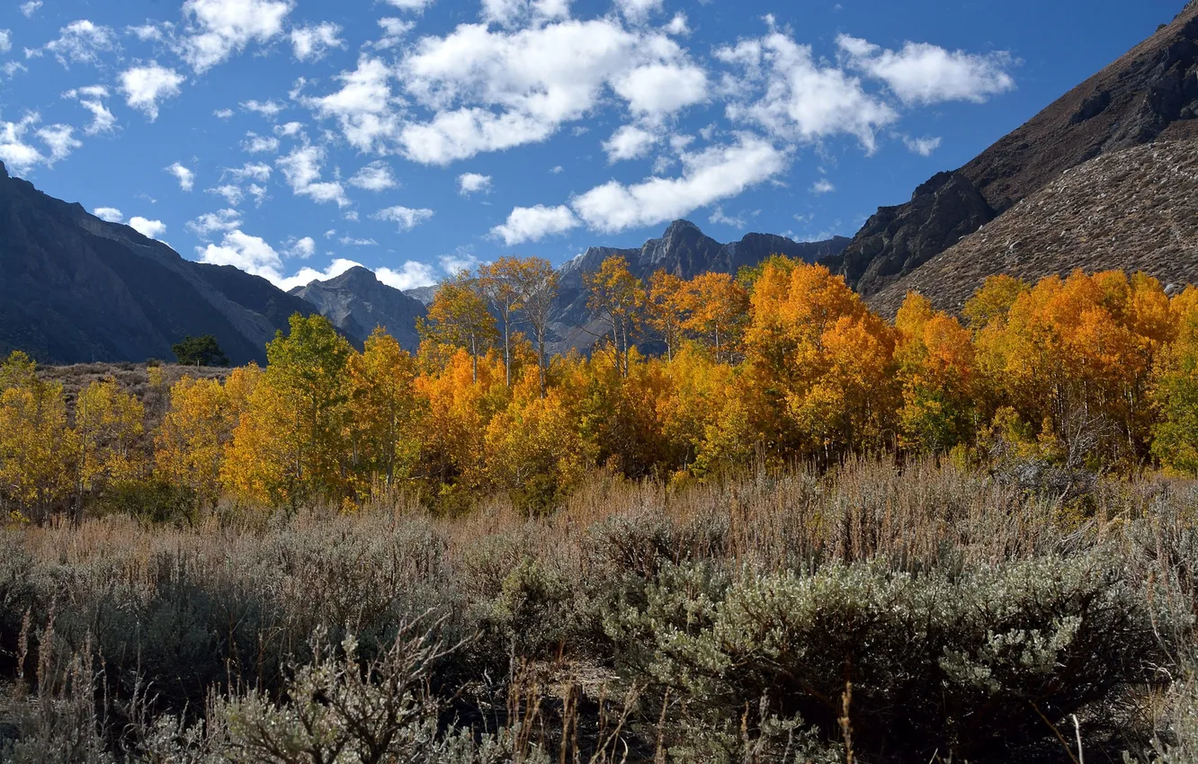 Photo wallpaper autumn, the sky, clouds, trees, mountains, the bushes