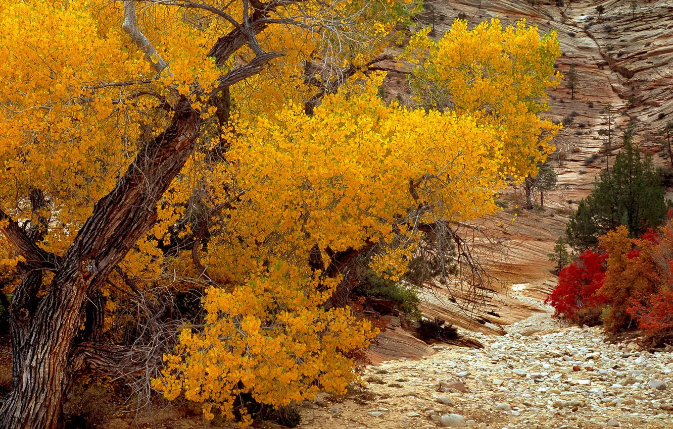 Photo wallpaper autumn, trees, stones, color, day, leaves
