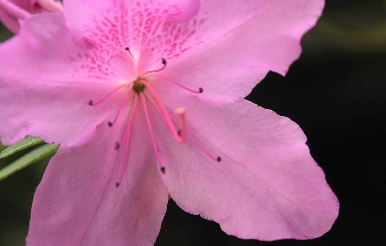 Photo wallpaper flower, hana, azalea, by ho4hoj, pink azalea