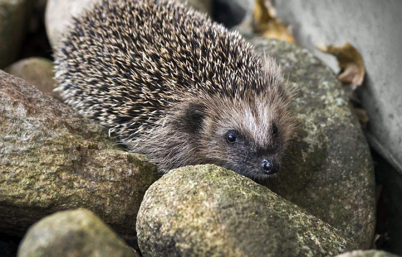 Photo wallpaper stones, barb, hedgehog