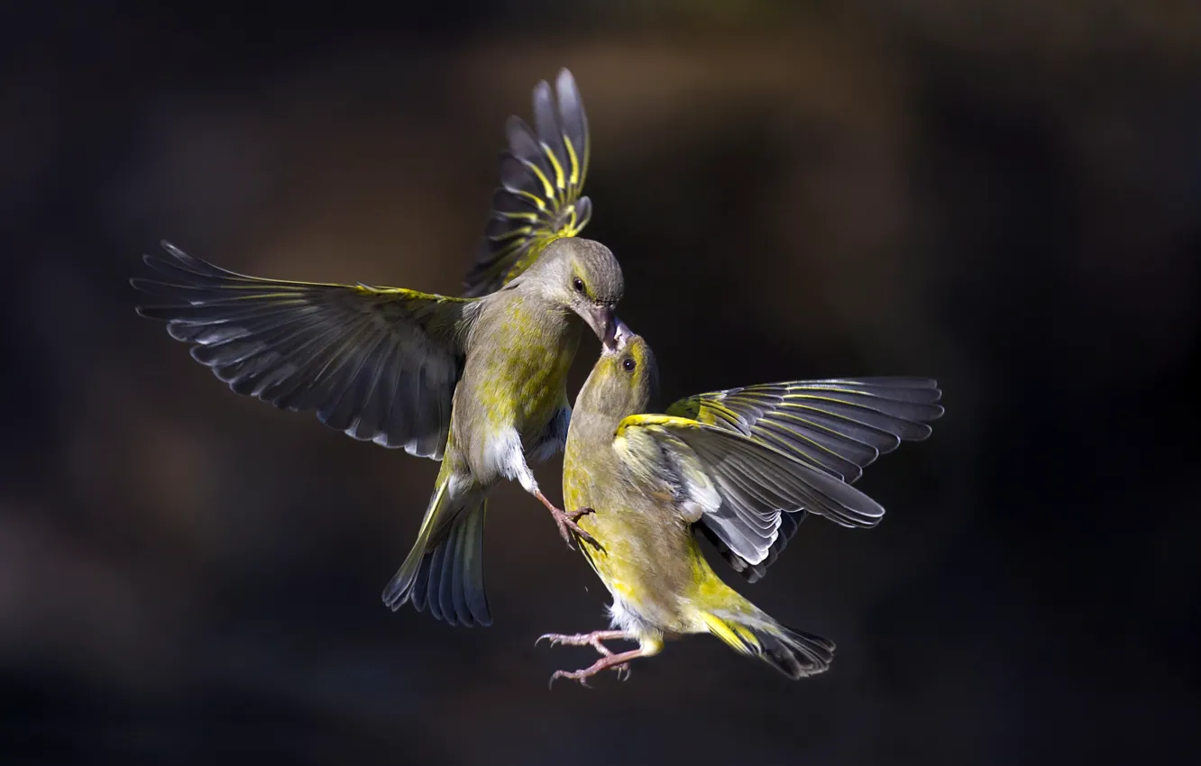 Photo wallpaper flight, bird, Flying Kiss