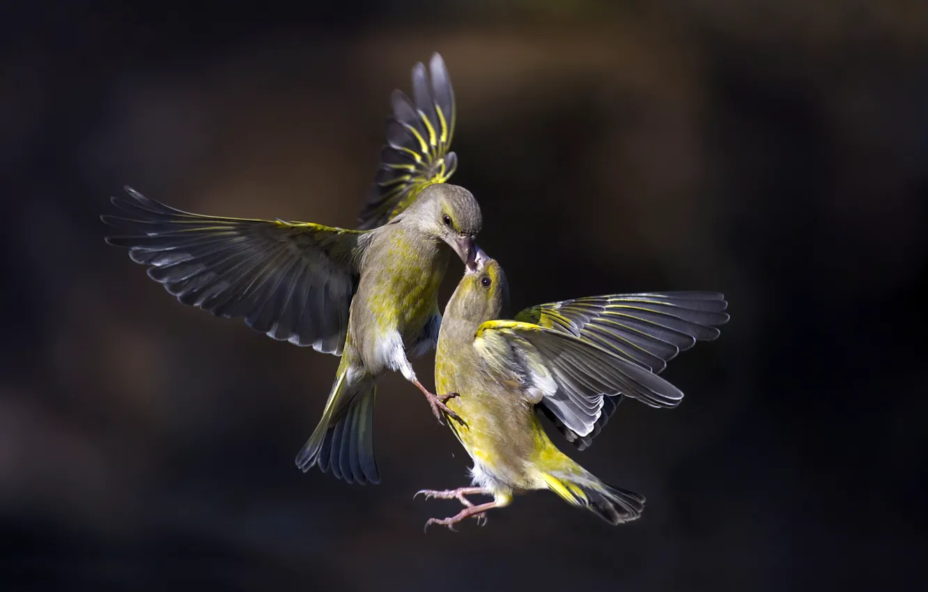 Photo wallpaper birds, flight, Flying Kiss