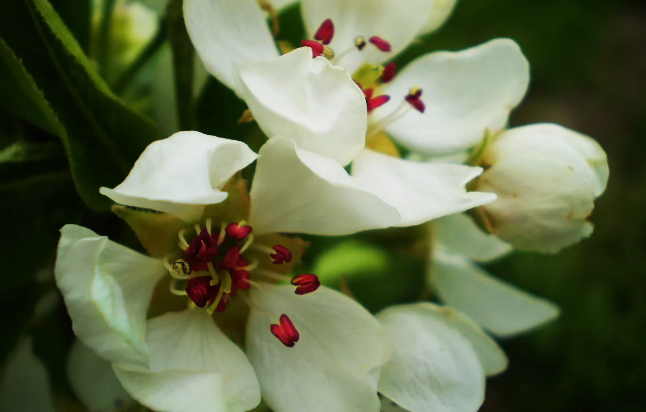 Photo wallpaper macro, flowers, spring, pear