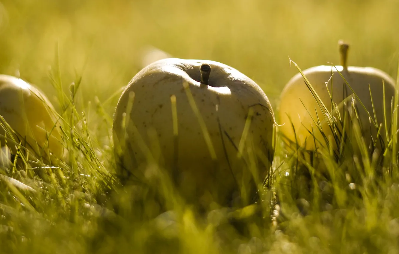 Photo wallpaper grass, light, green, apples, blur, bokeh