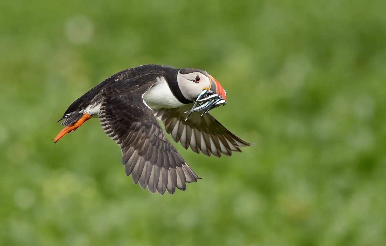 Photo wallpaper flight, bird, wings, fish, beak, stalled, catch