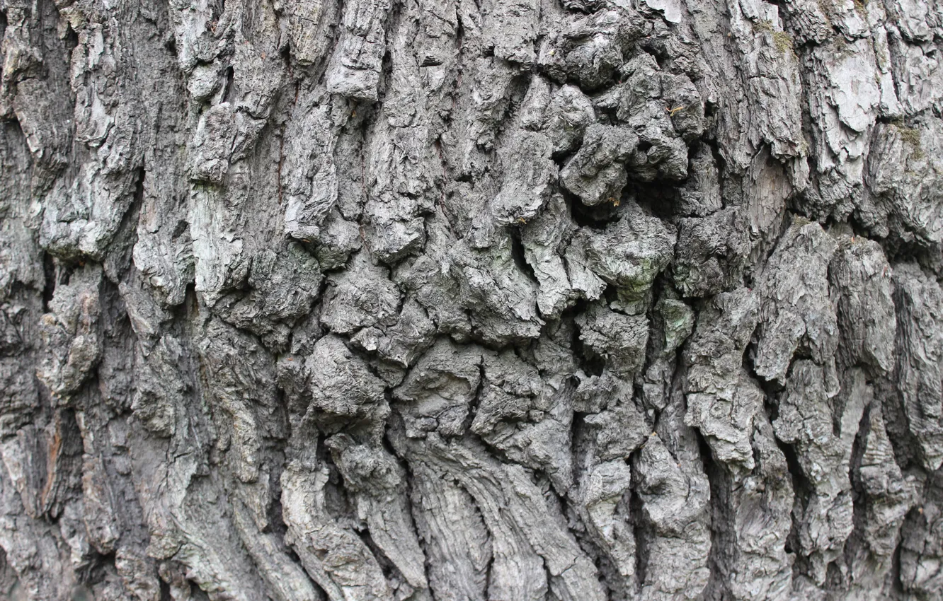 Photo wallpaper background, texture, bark, oak