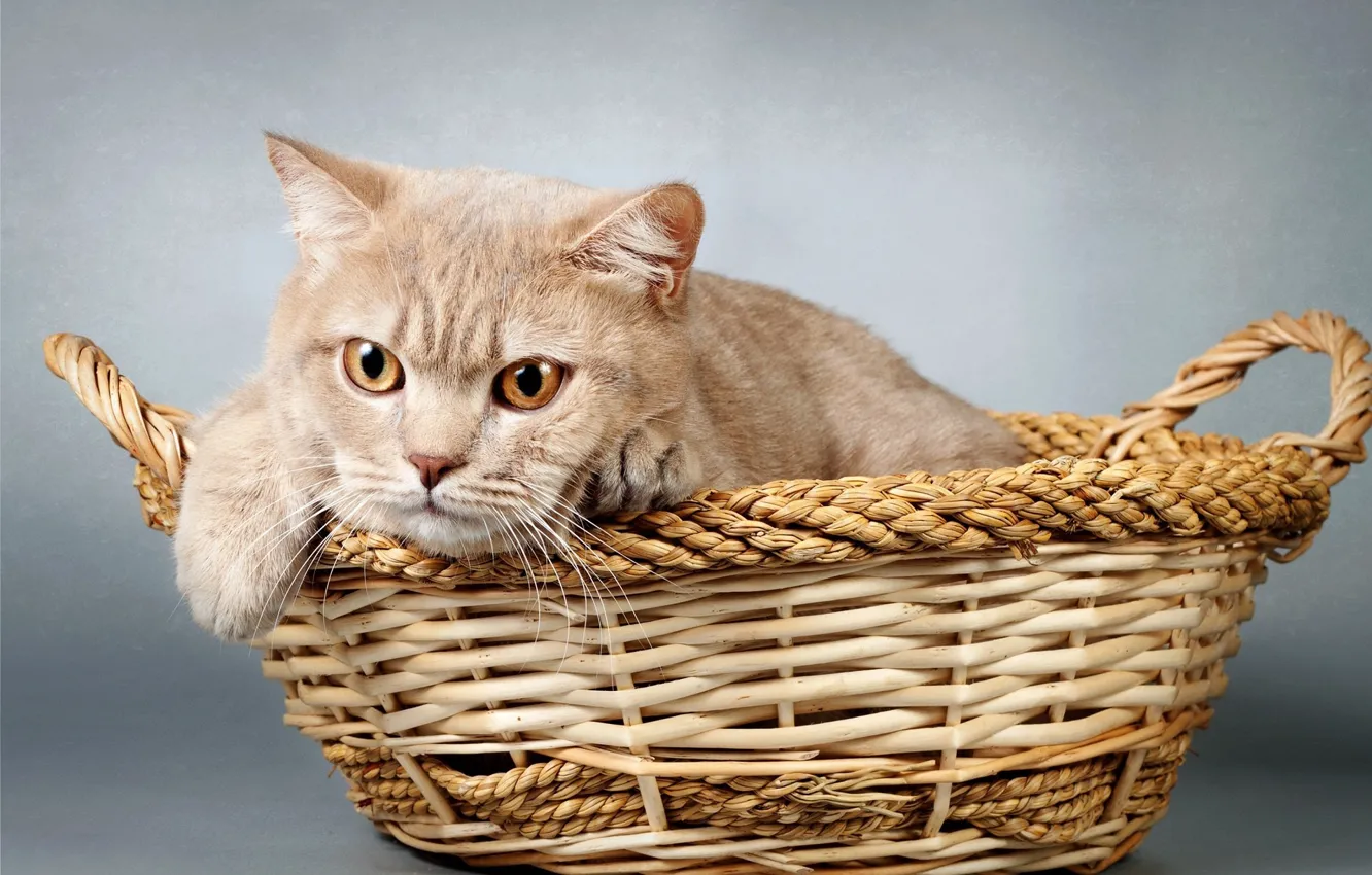 Photo wallpaper cat, background, basket