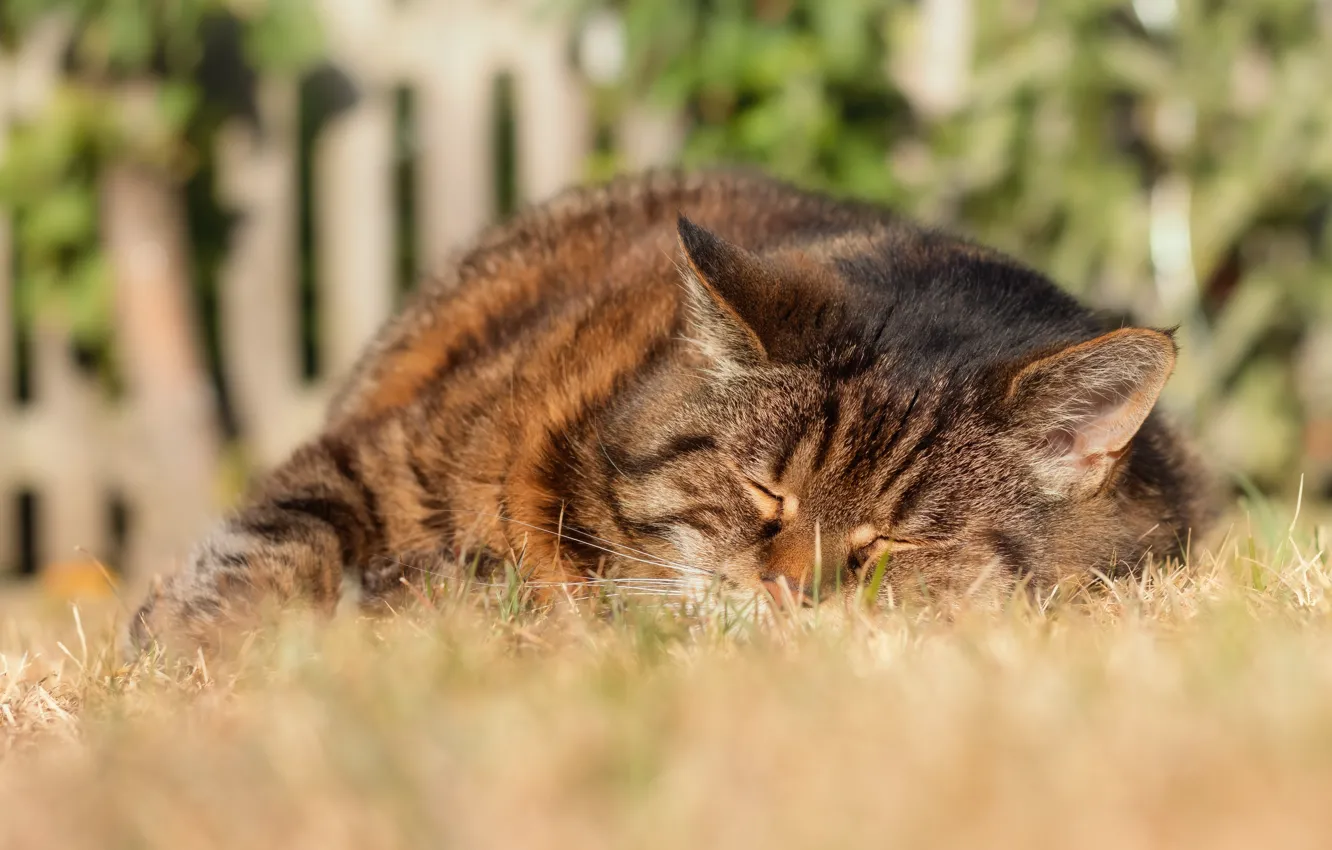 Photo wallpaper cat, cat, face, pose, grey, stay, the fence, sleep