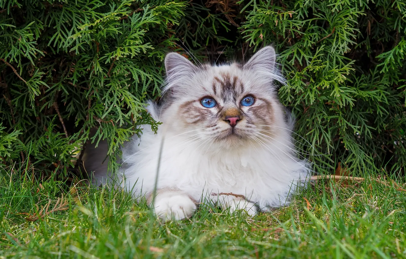 Photo wallpaper cat, cat, look, branches, nature, lies, blue eyes, face