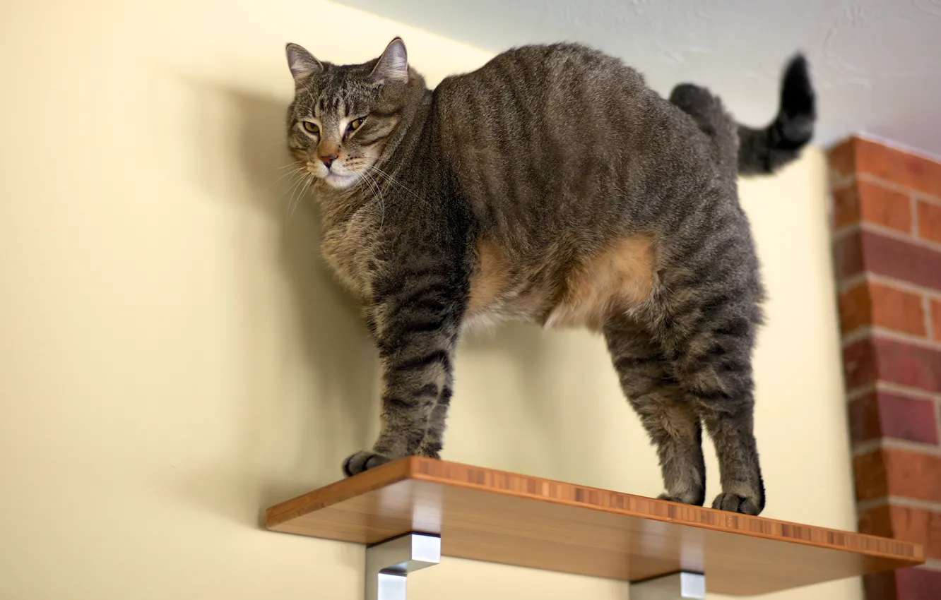 Photo wallpaper cat, cat, look, pose, comfort, grey, wall, tail