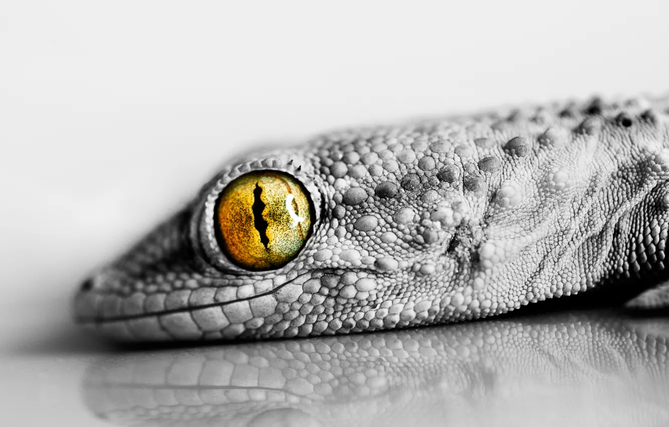 Photo wallpaper eyes, lizard, reptile