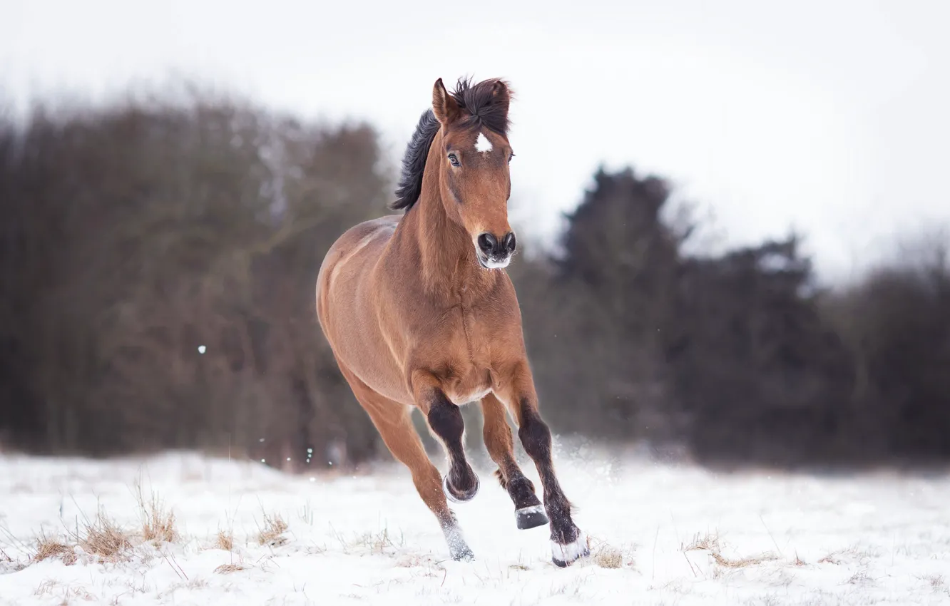 Photo wallpaper winter, field, snow, nature, horse
