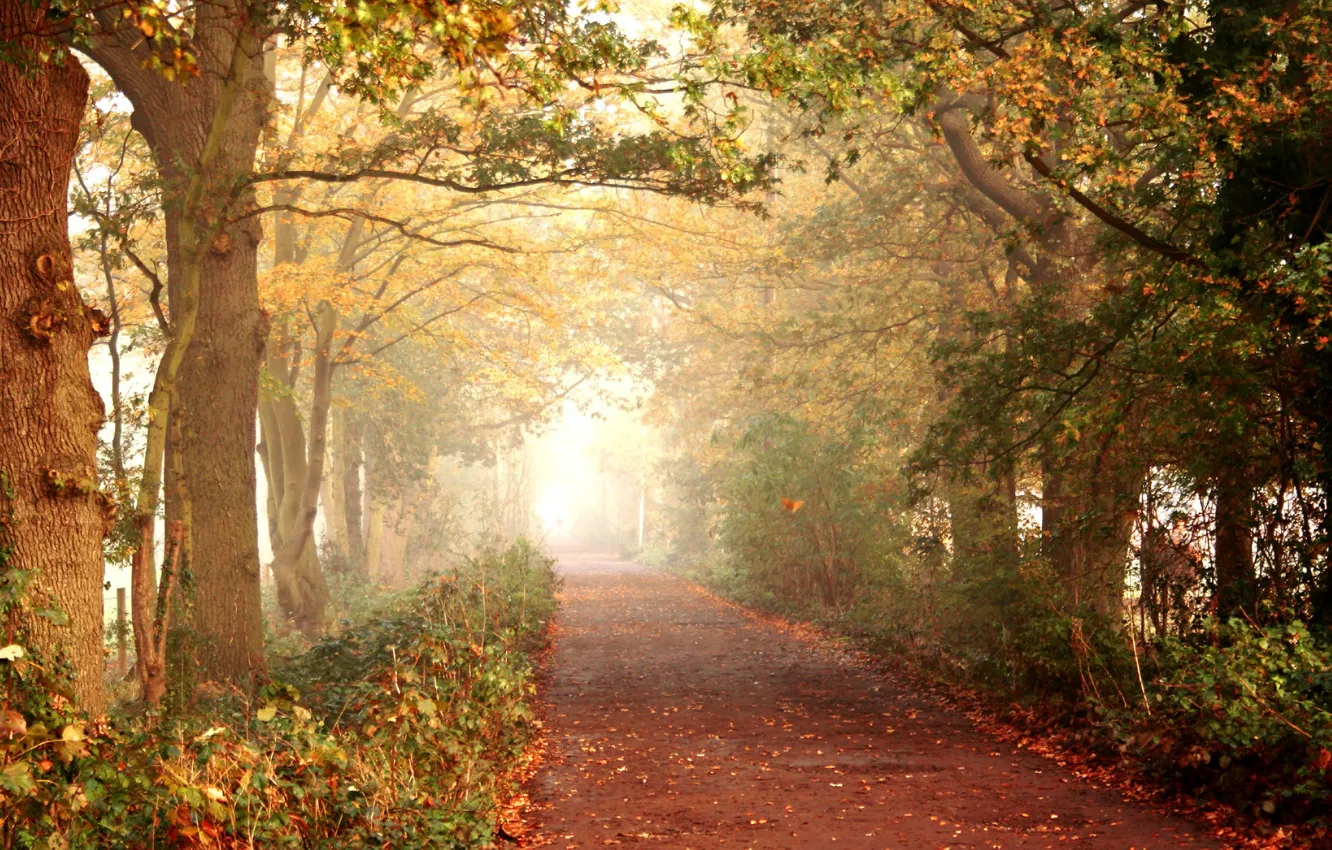 Photo wallpaper road, autumn, forest, leaves, trees, nature, walk, path