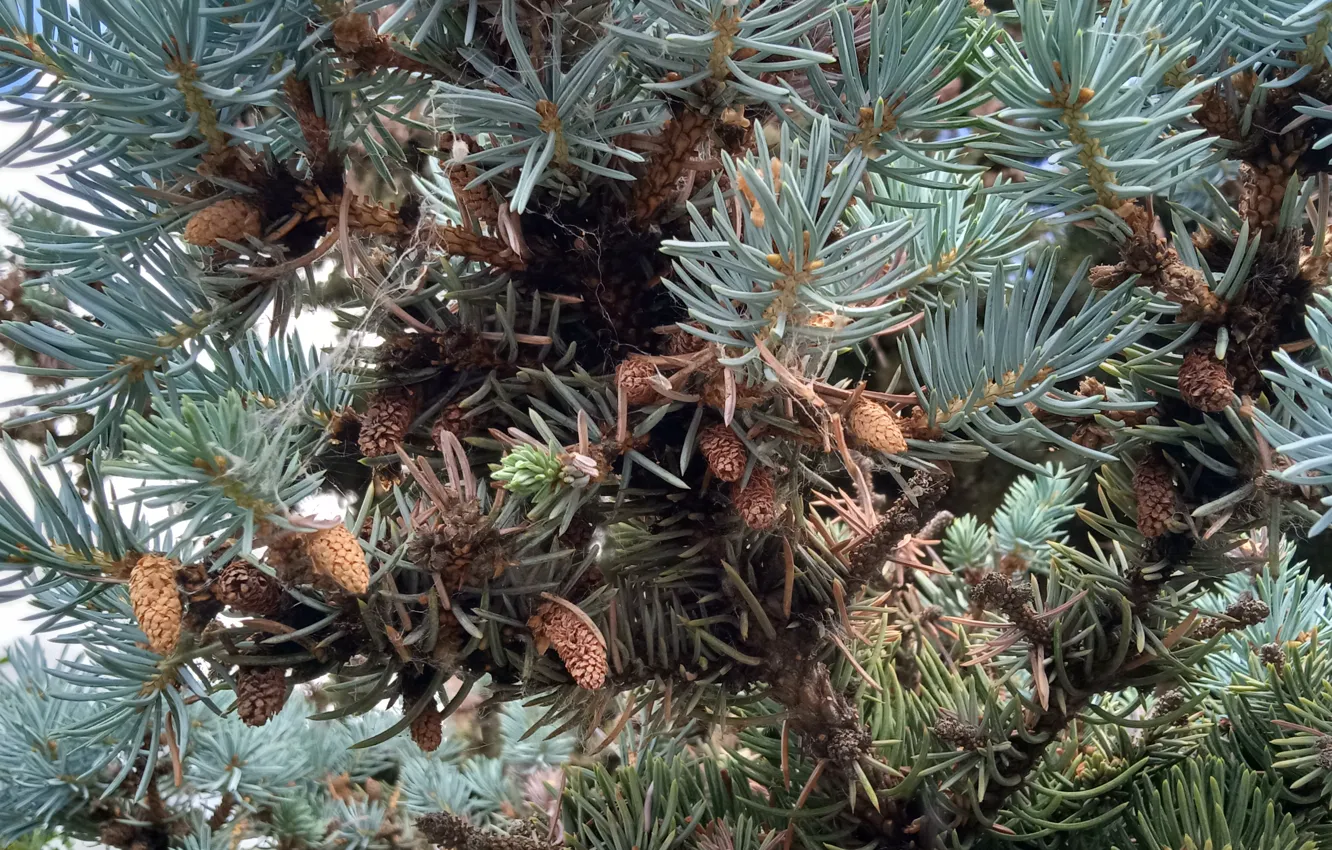 Photo wallpaper needles, coniferous, Fir