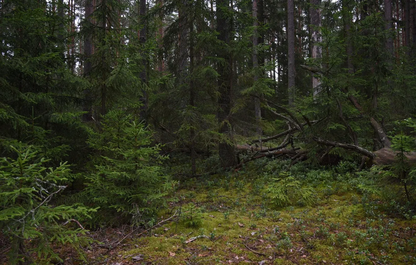 Photo wallpaper forest, trees, nature, ate