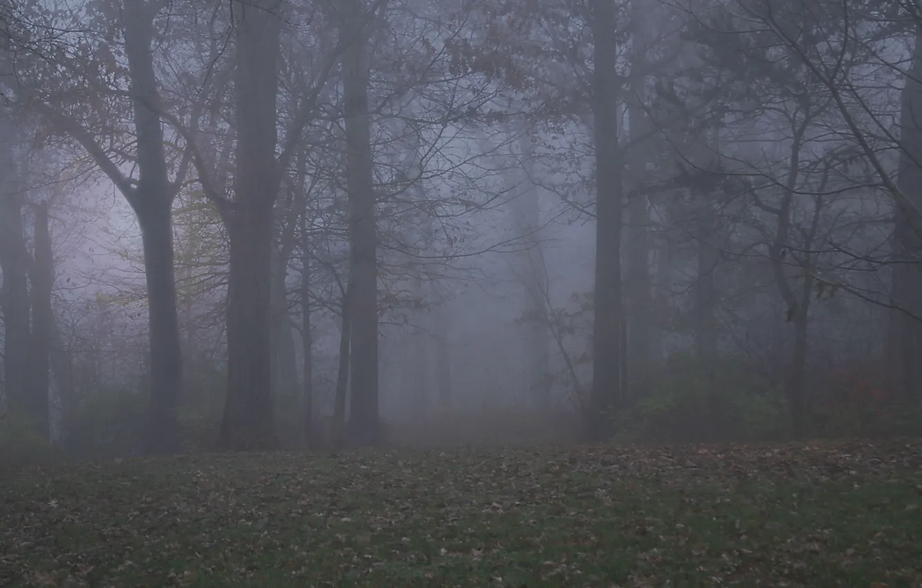 Photo wallpaper autumn, forest, trees, nature, fog, USA, Il, Illinois